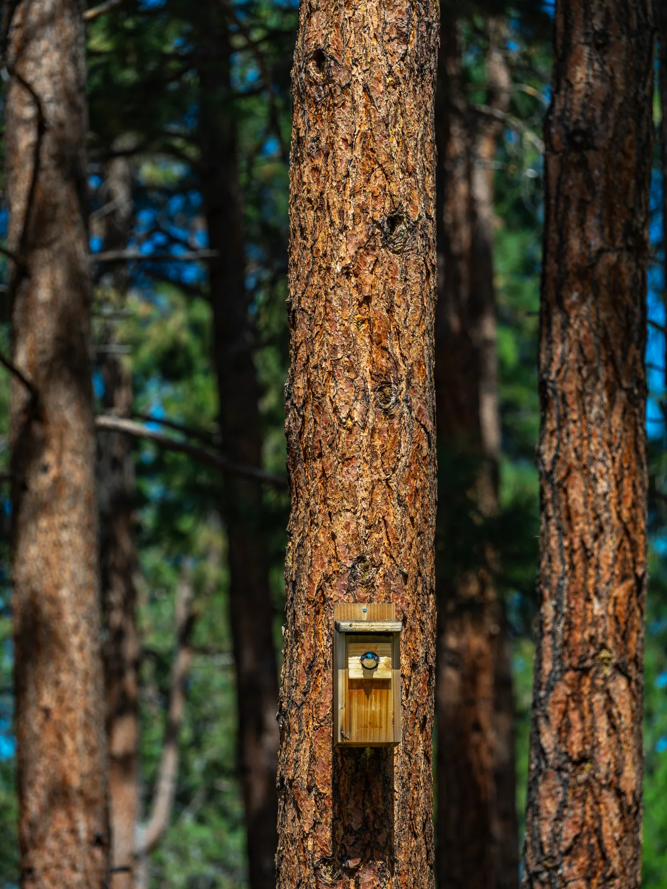 Fine-art photograph