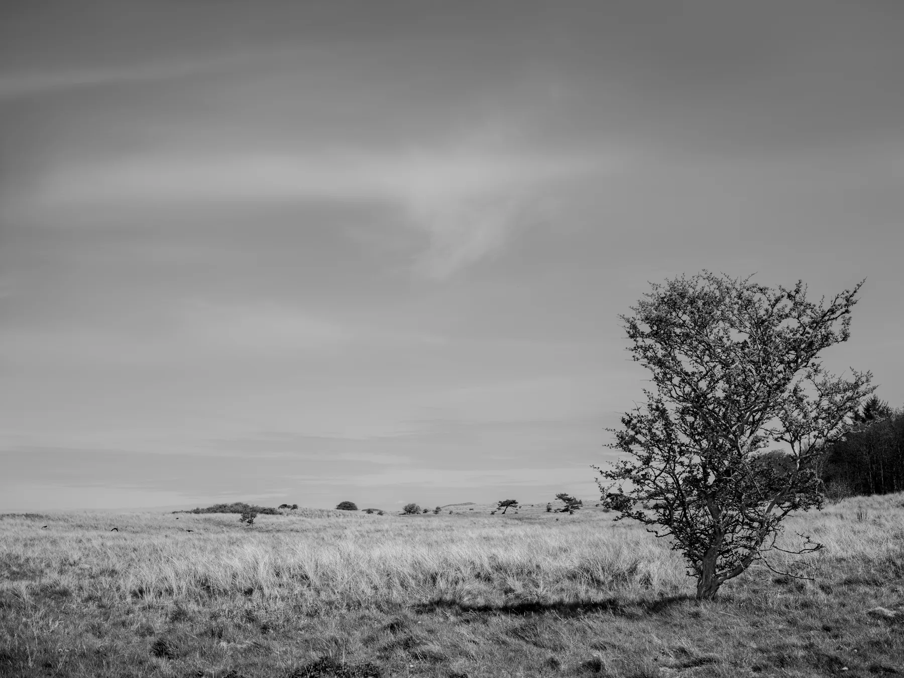 Fine-art photograph