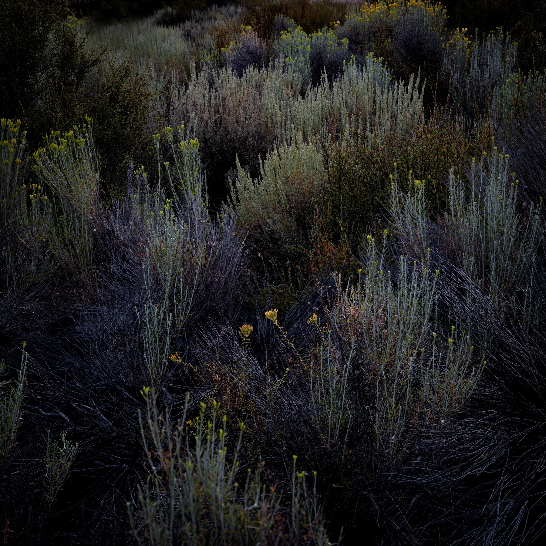 Fine-art photograph
